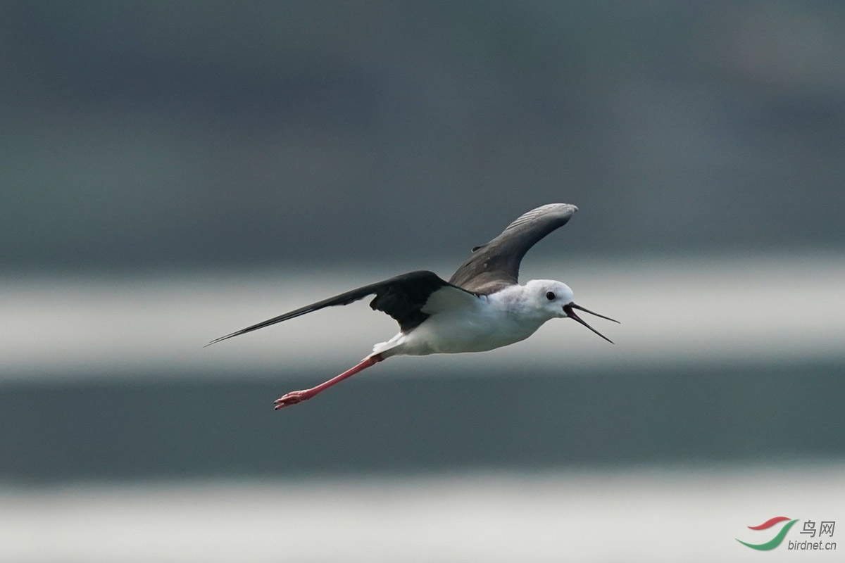 DSC02520 ����.jpg