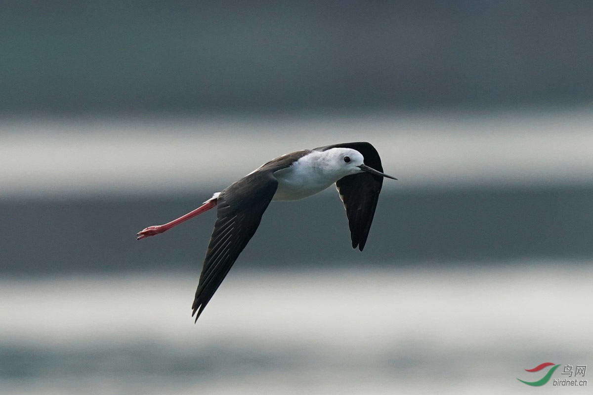 DSC02519 ����.jpg