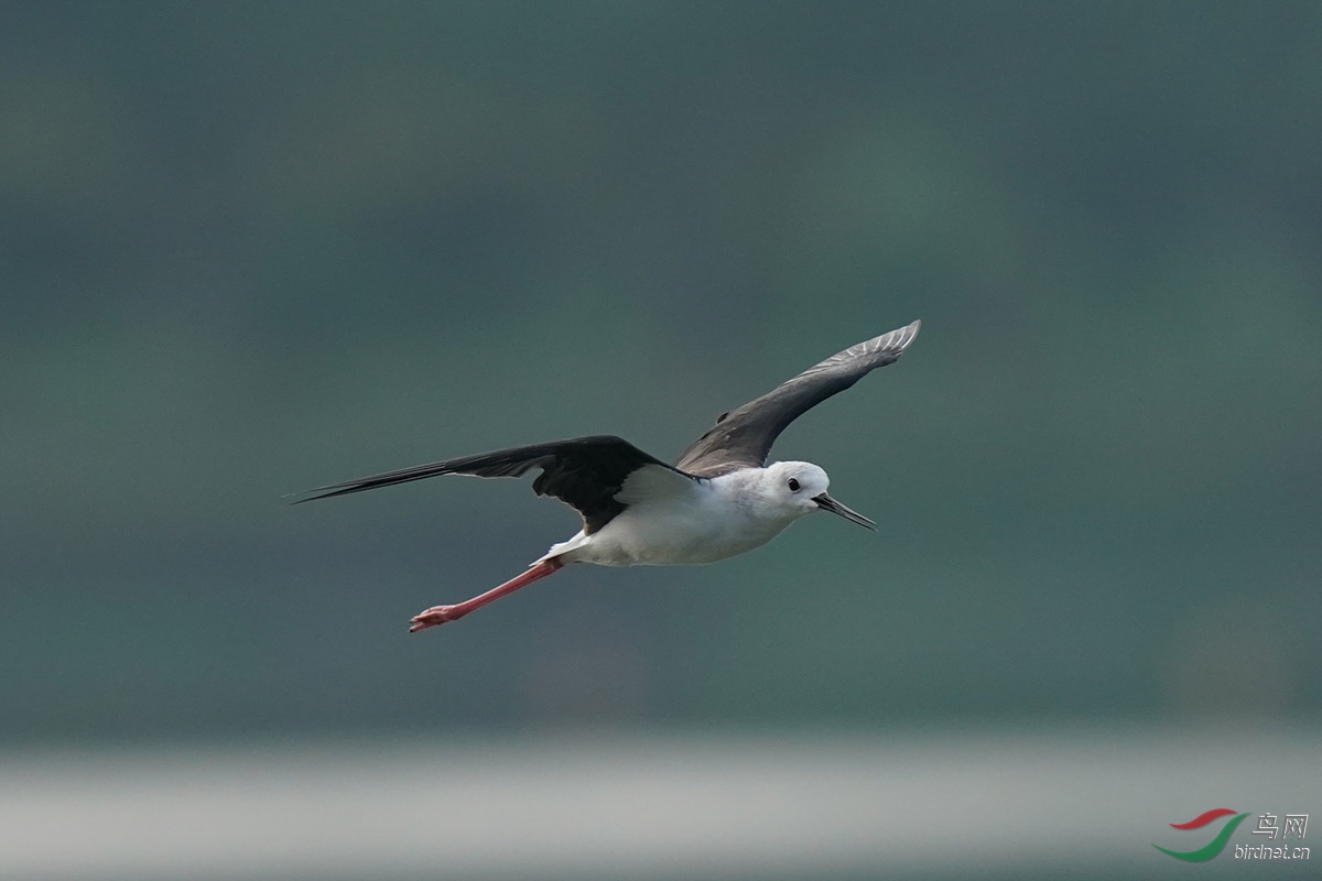 DSC02526 ����.jpg