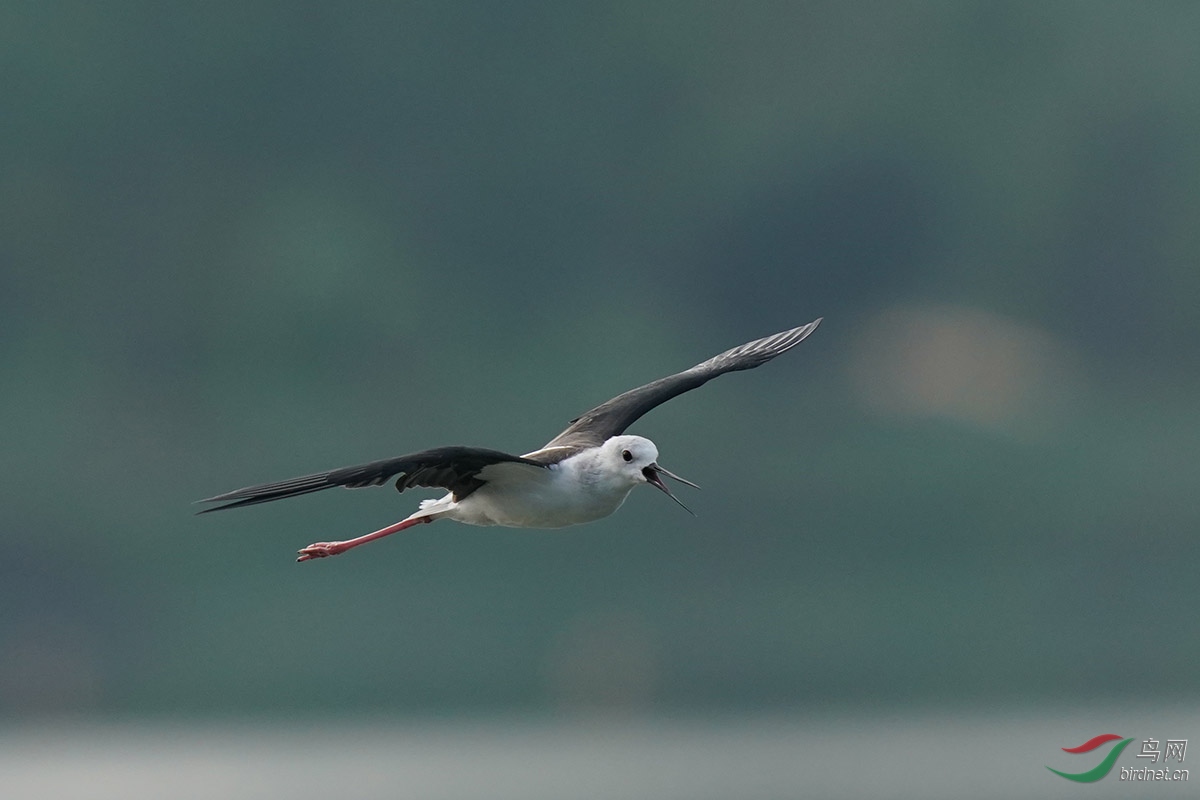 DSC02527 ����.jpg