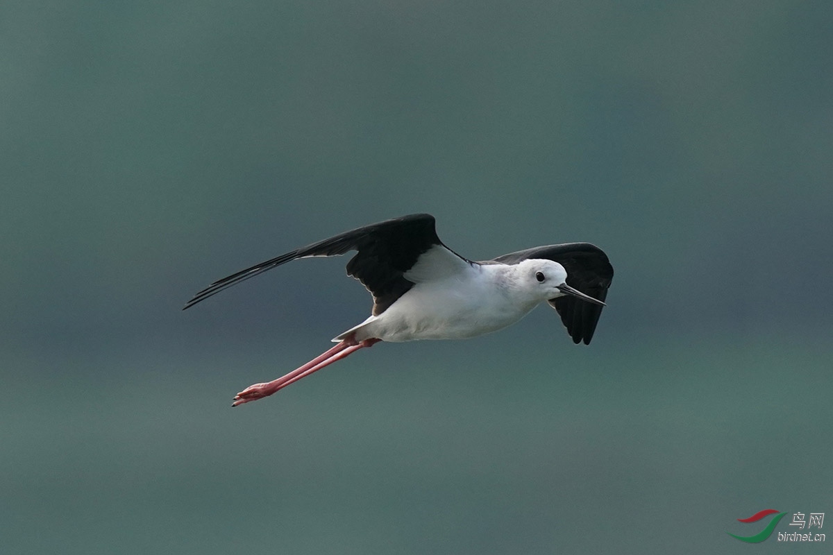 DSC02530 ����.jpg