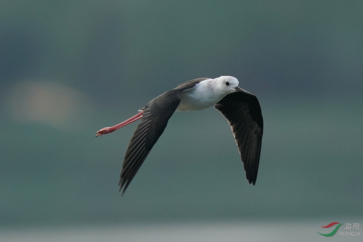 DSC02529 ����.jpg