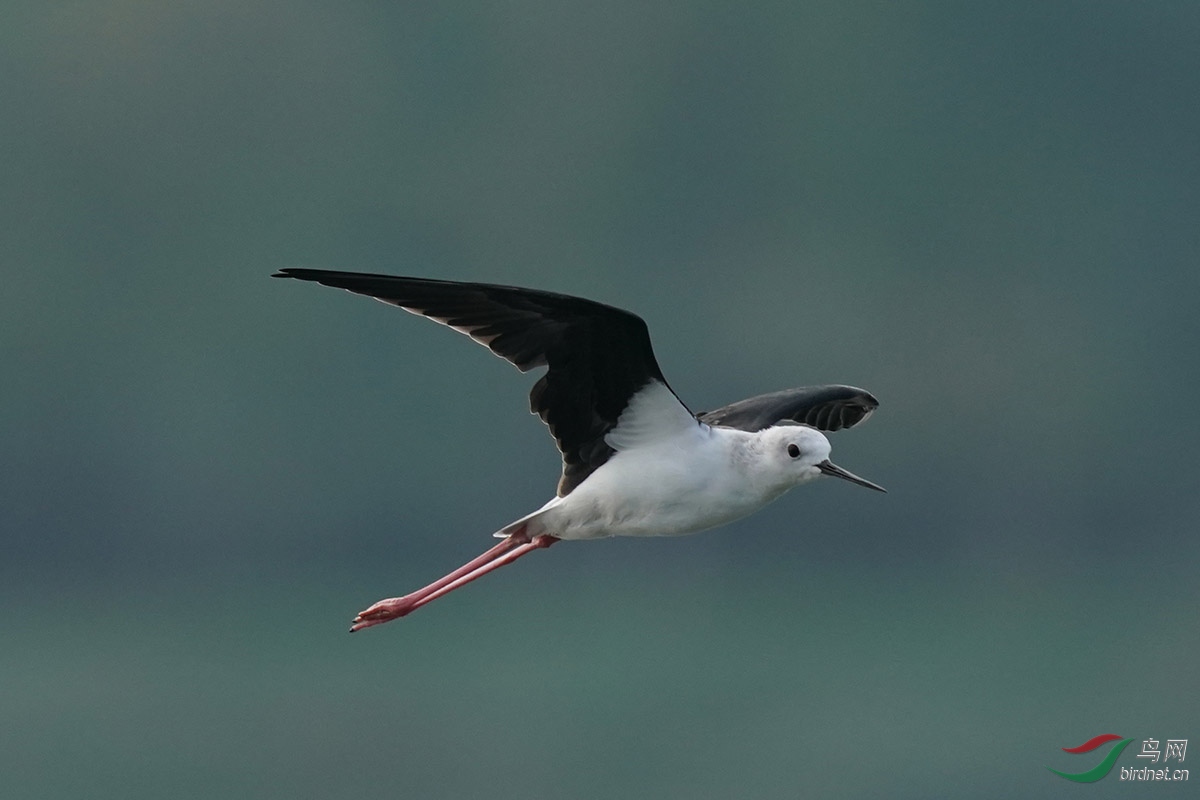 DSC02531 ����.jpg