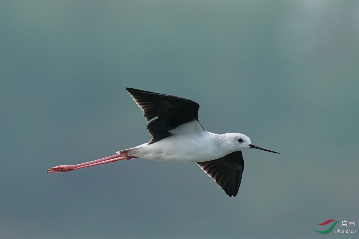 DSC02543 ����.jpg