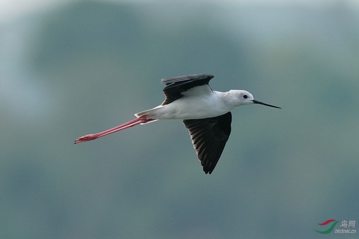 DSC02548 ����.jpg