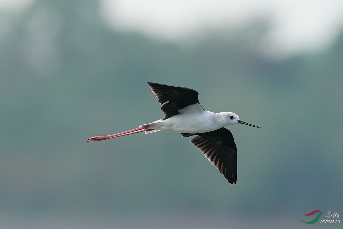 DSC02545 ����.jpg