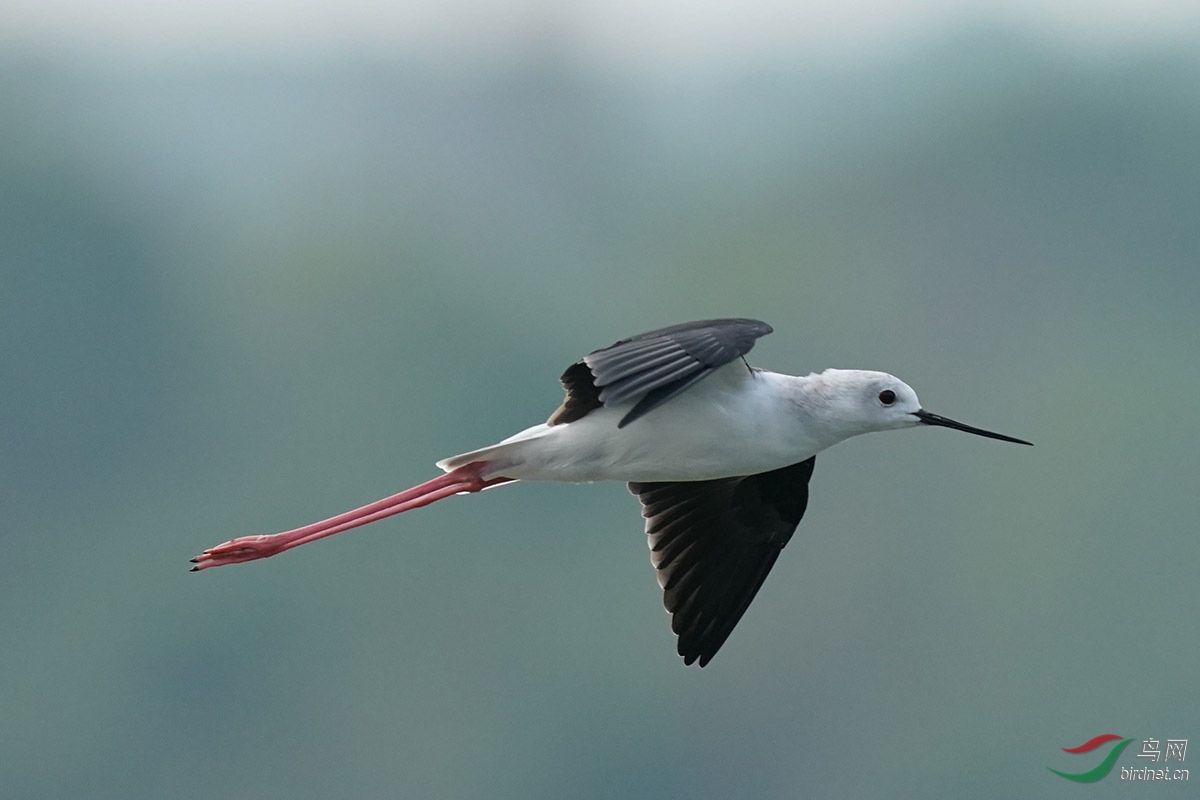 DSC02549 ����.jpg