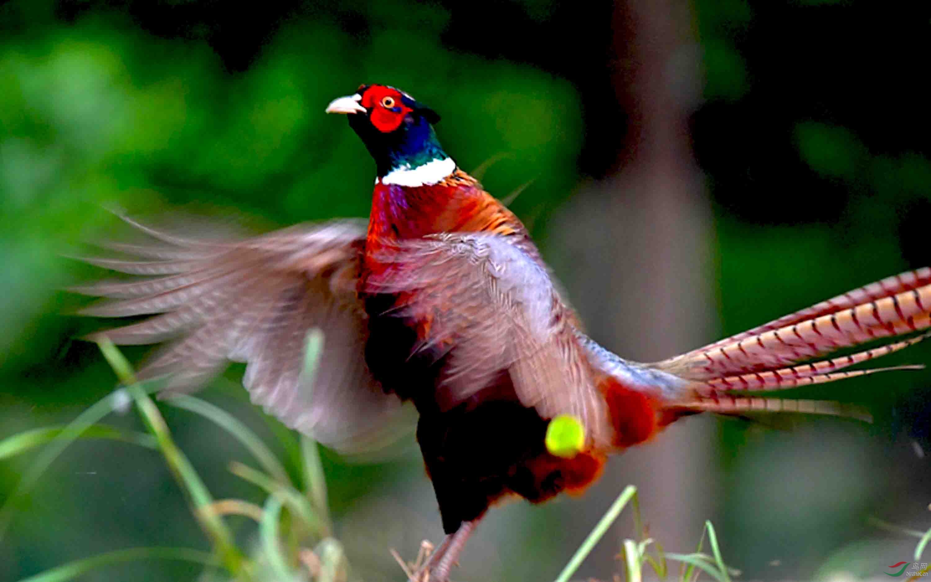 一组雉鸡振翅(2019年摄)