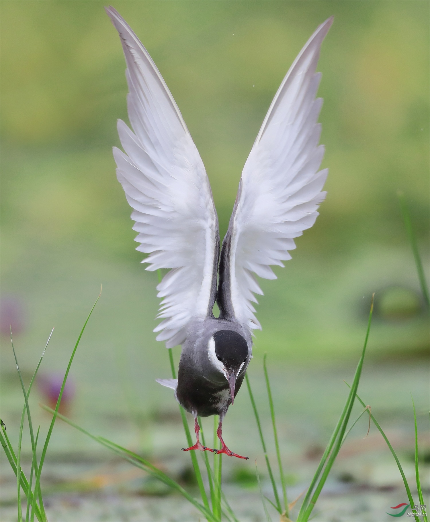 13 - ���� - ����.JPG