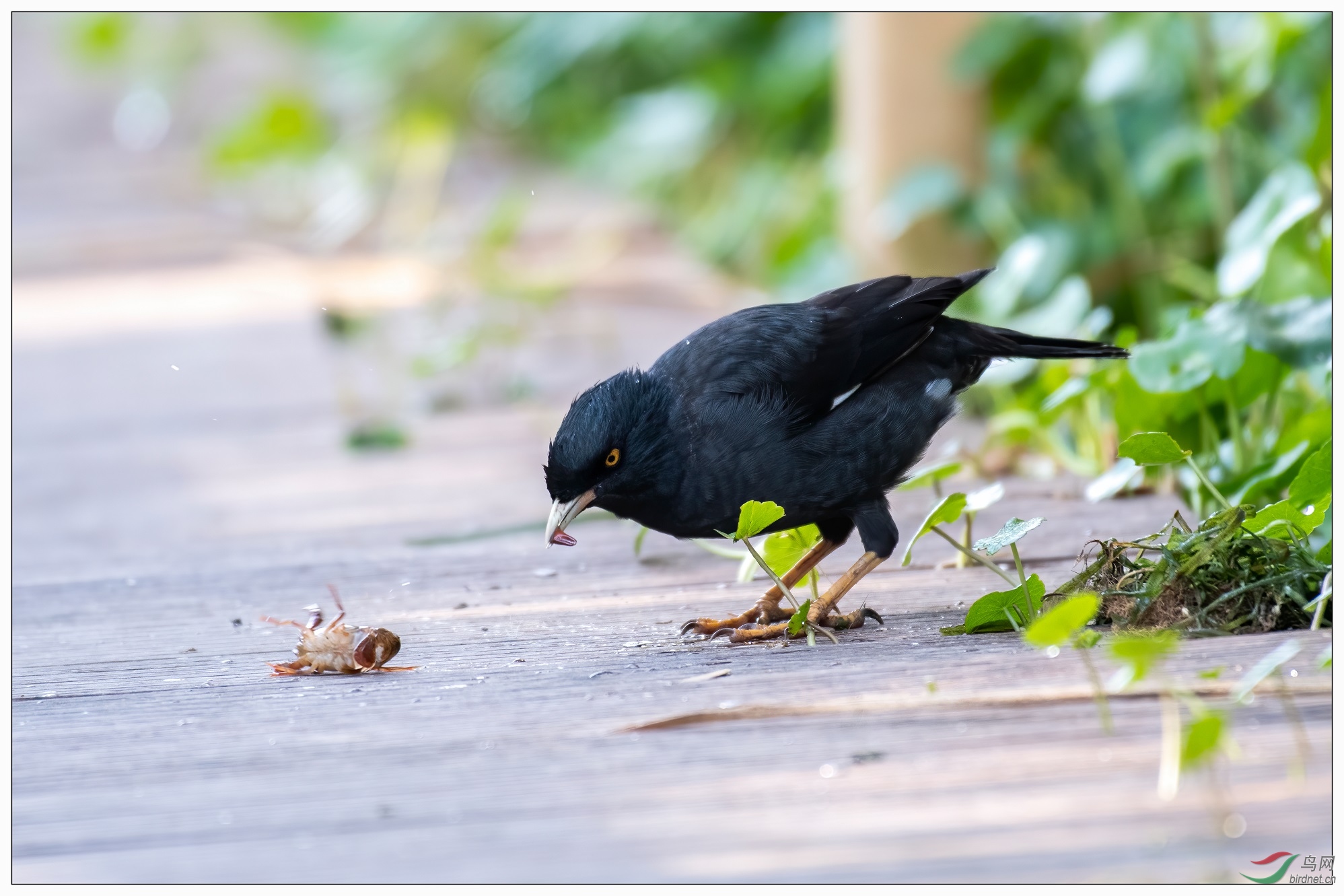 9���ȳ���