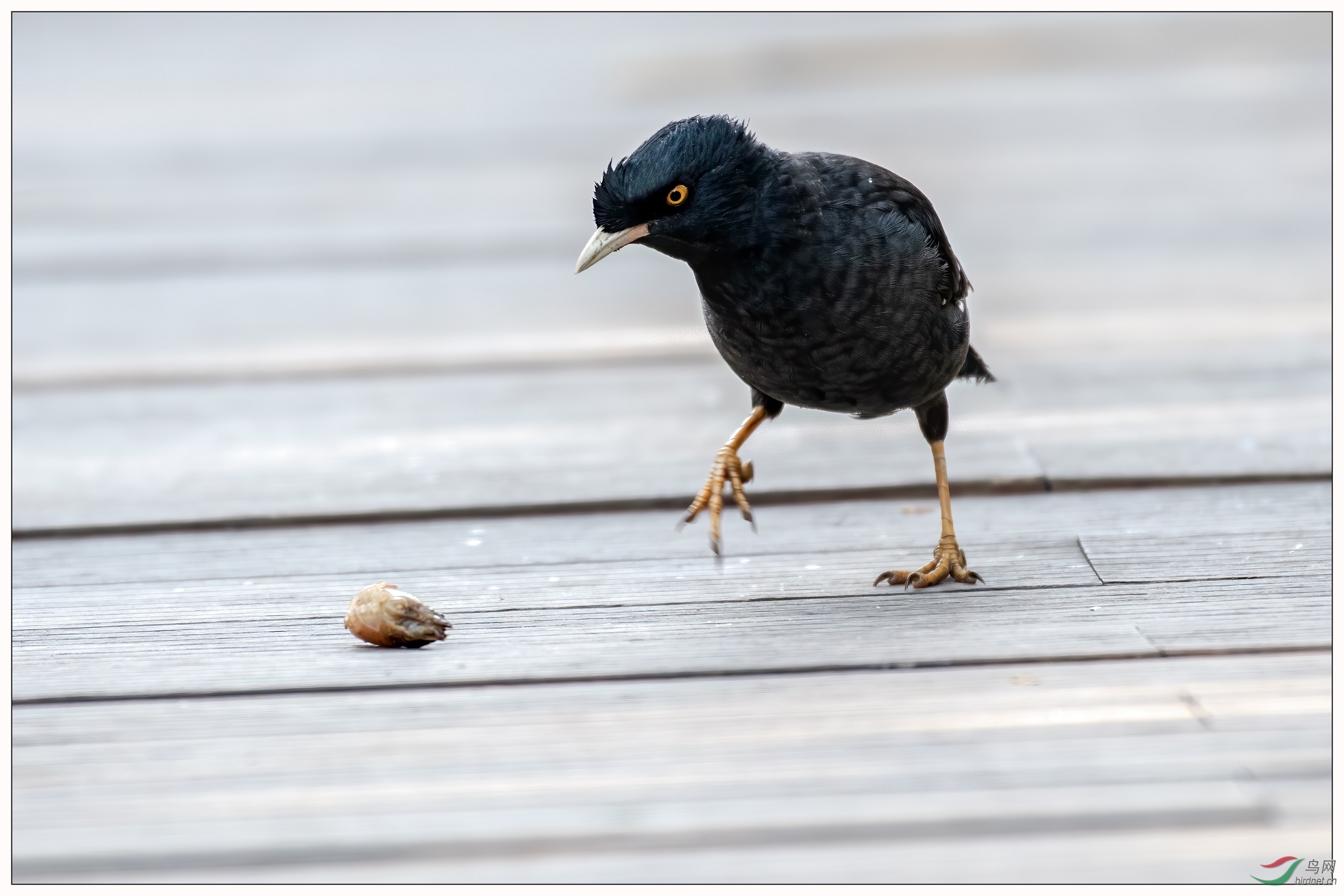 14����ʣֻͷ��