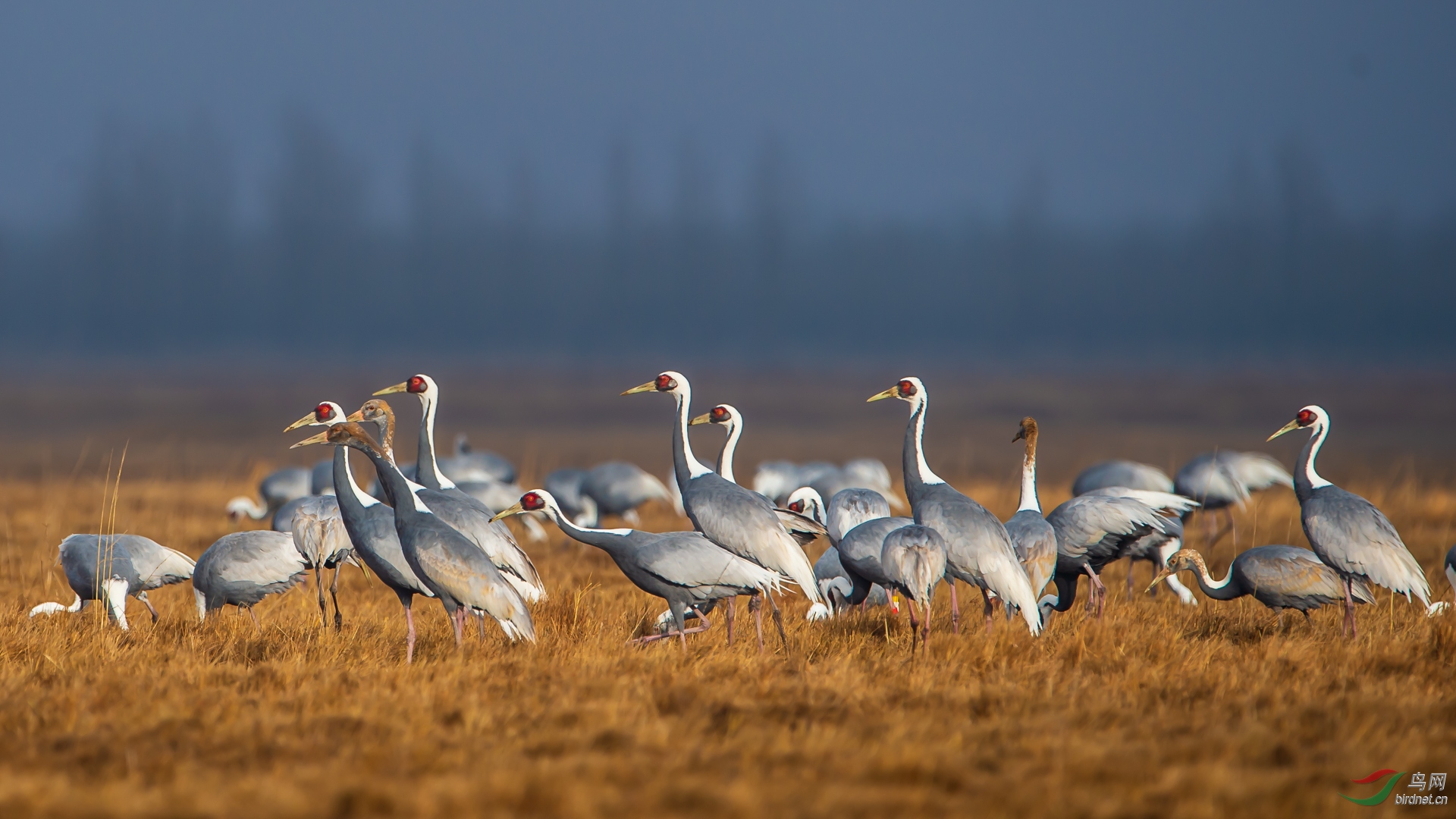 白枕鹤聚群