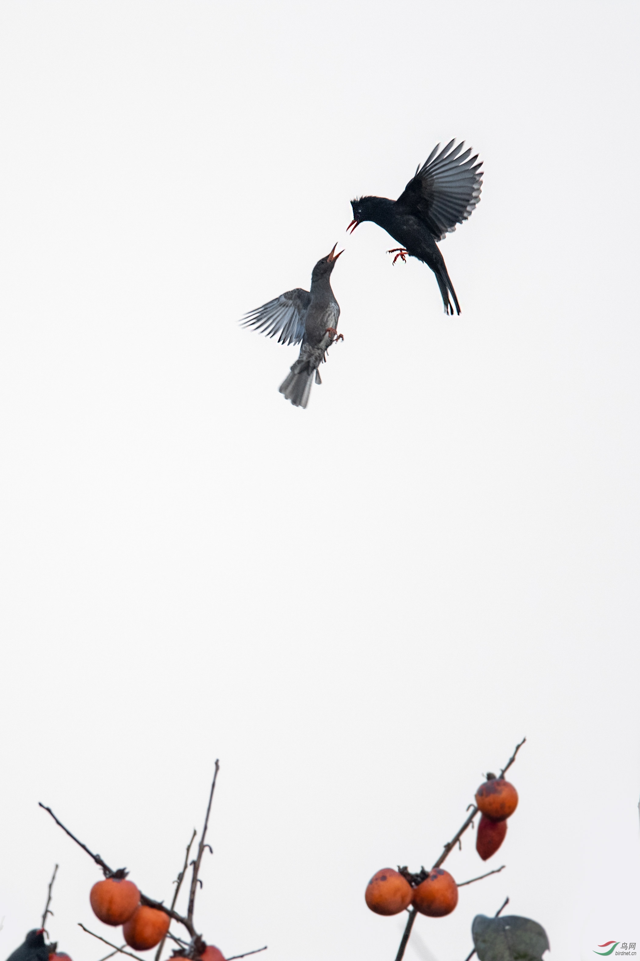 DSC_6503-1.jpg
