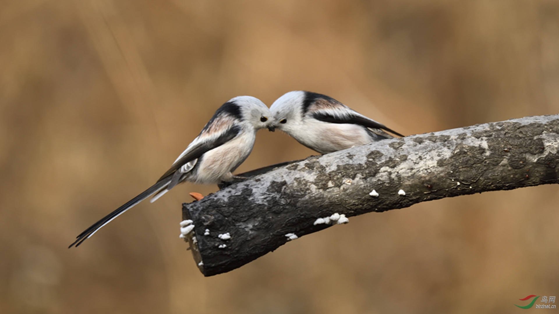 银喉长尾山雀-2