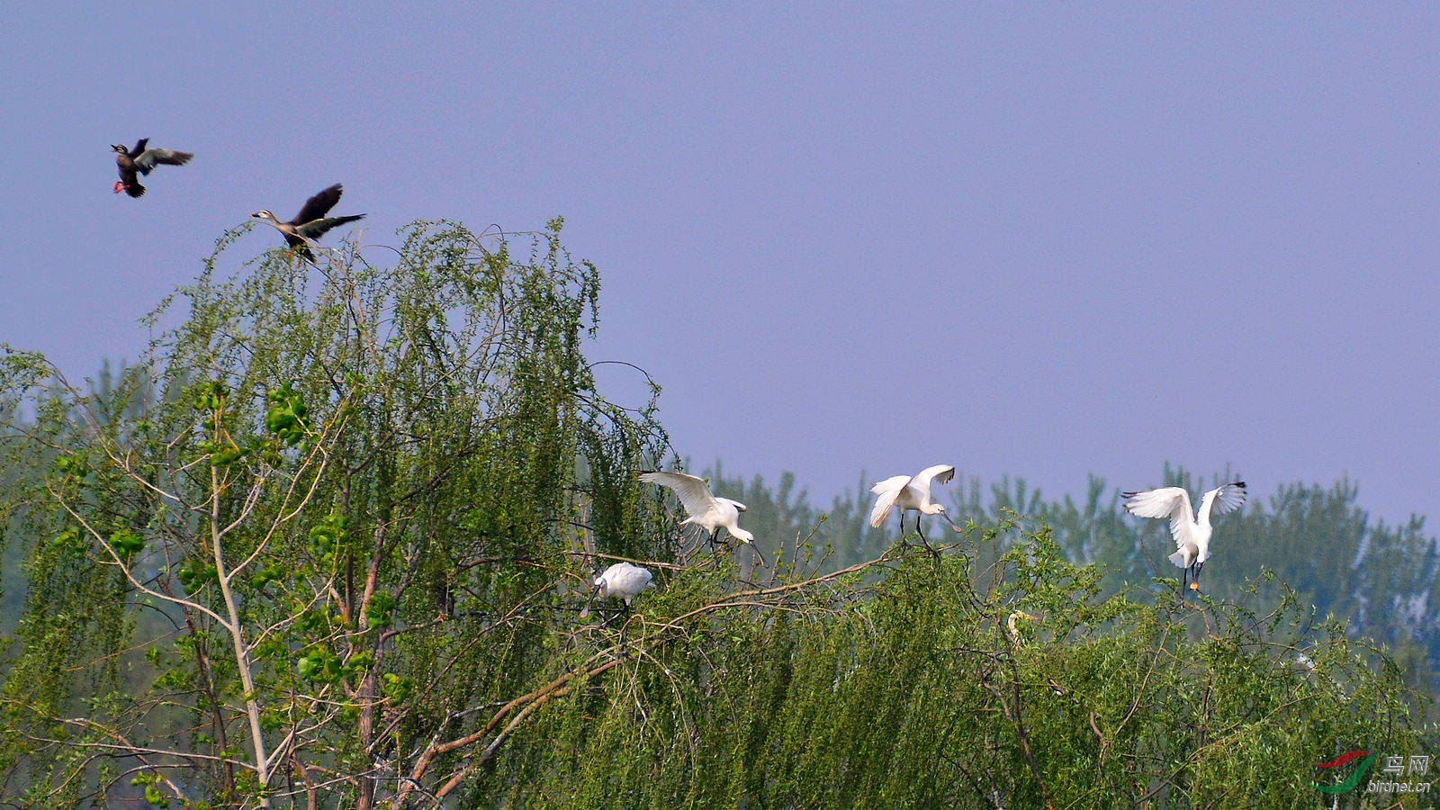 DSC_6316.JPG
