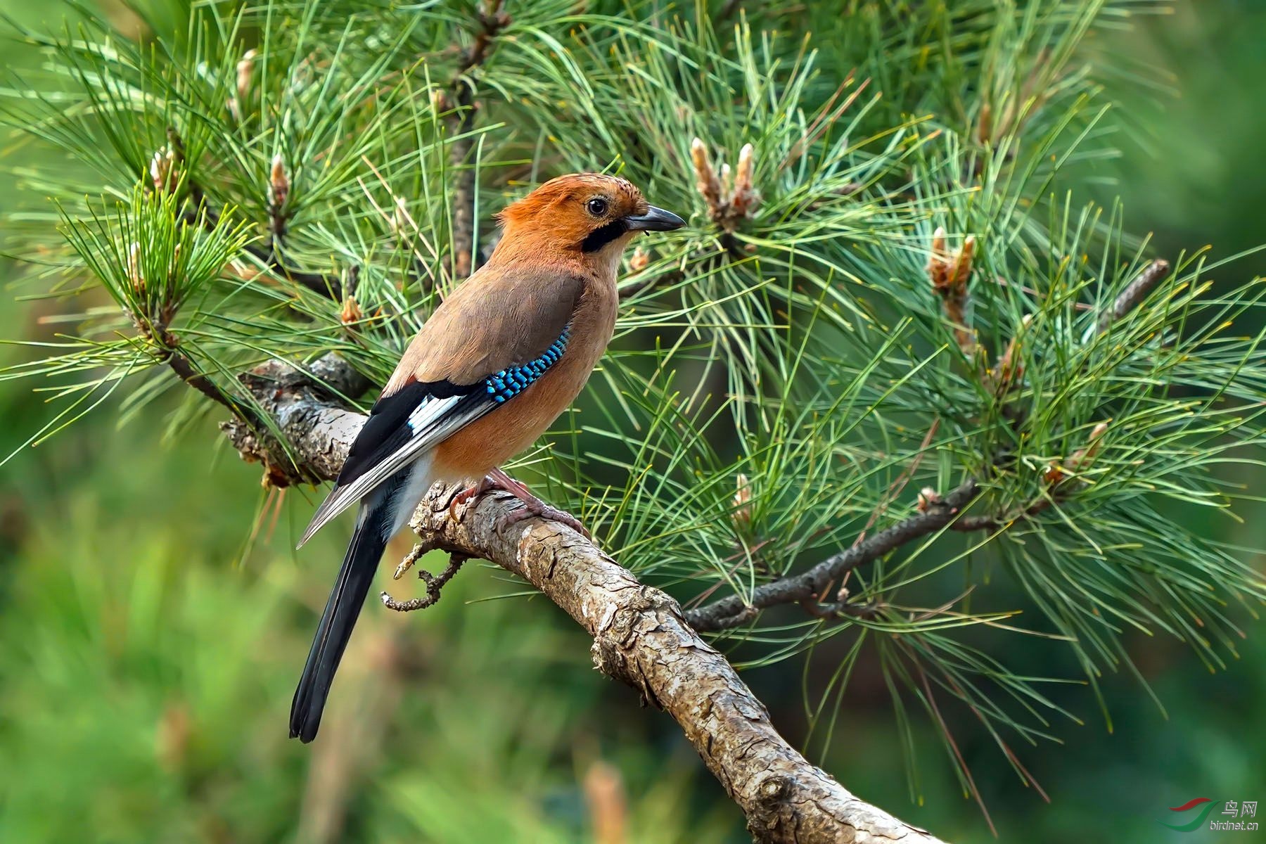[林鸟] --------松鸦