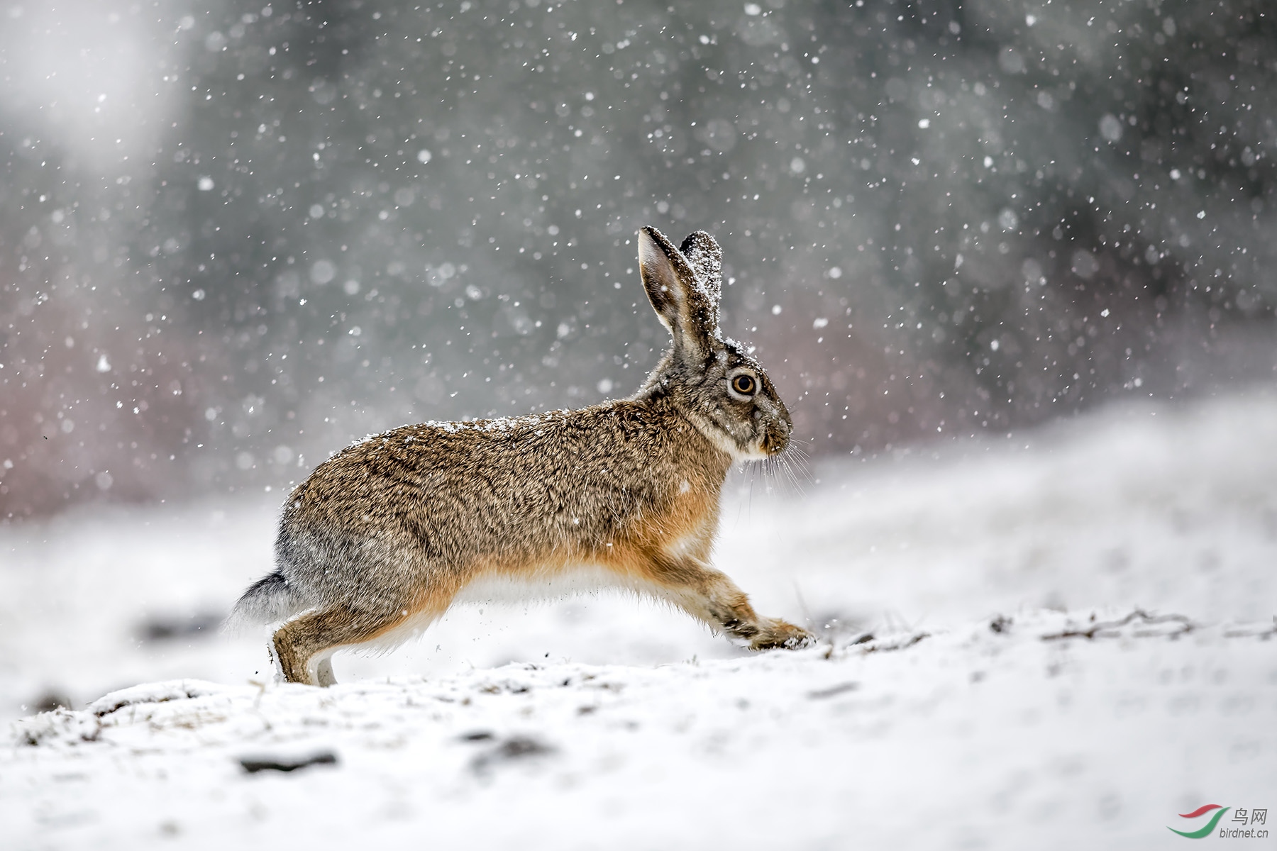 萌萌的雪中兔