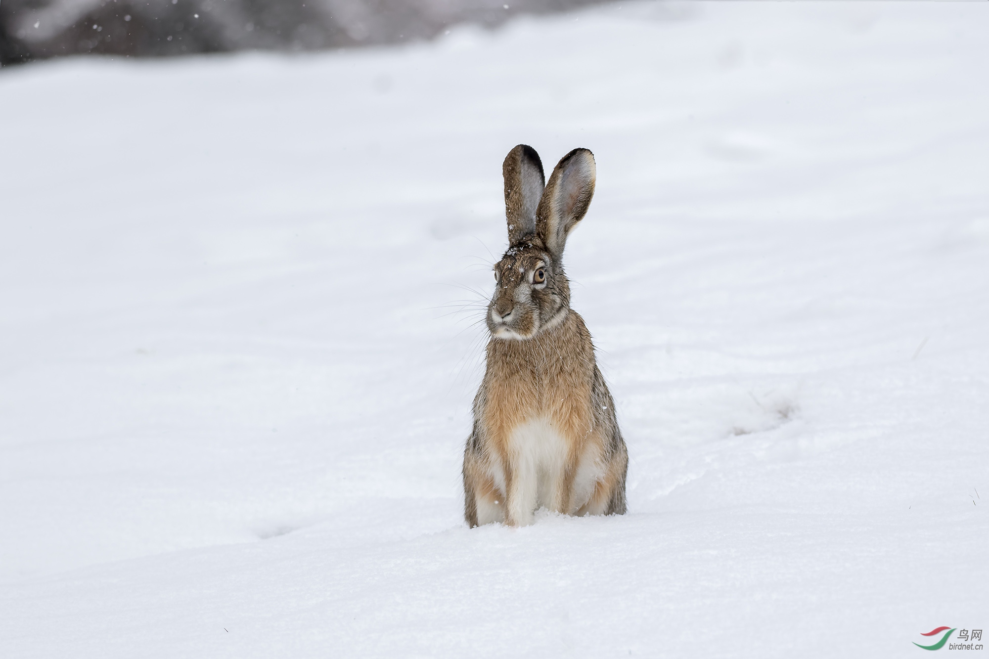萌萌的雪中兔