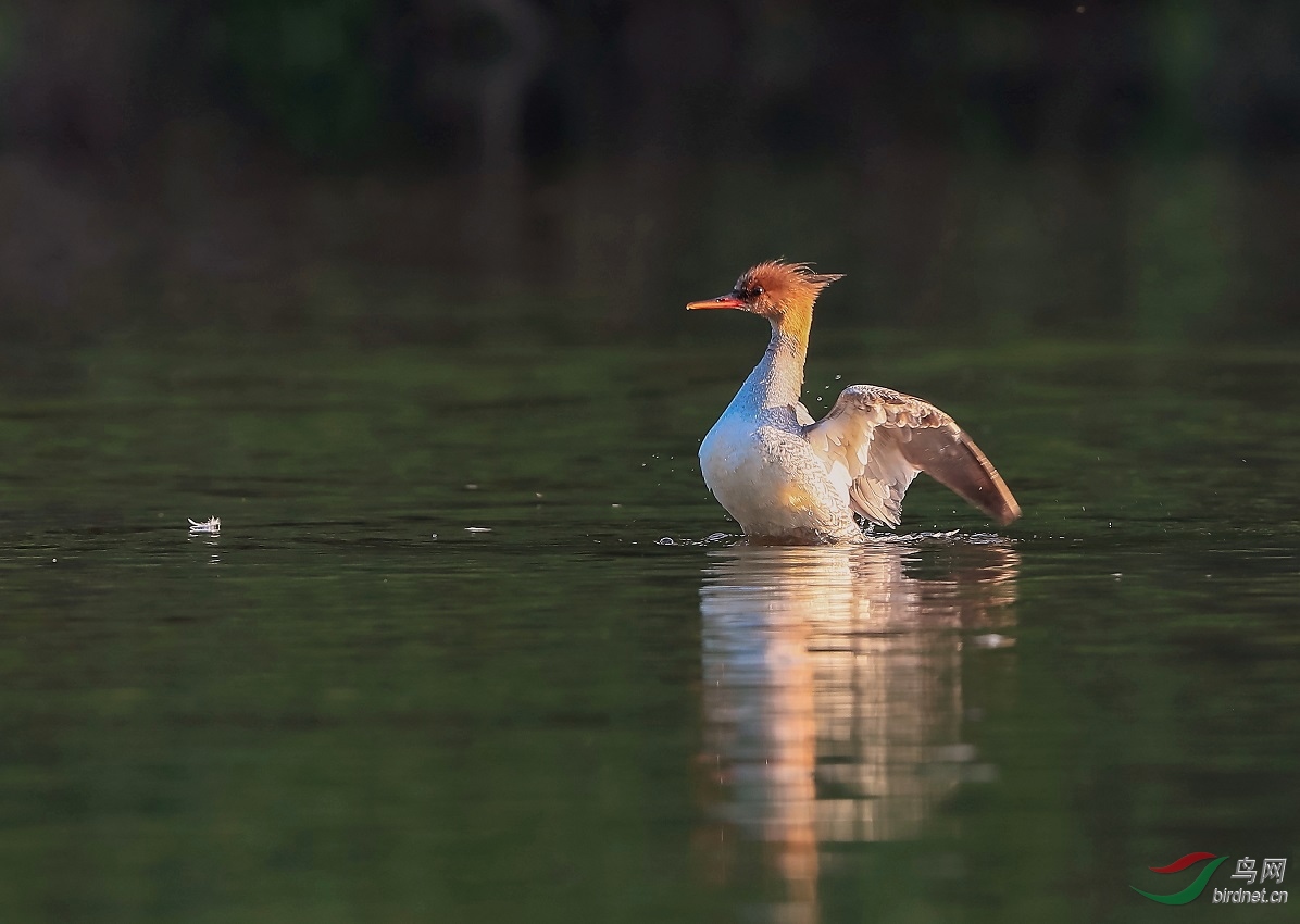 ����Ů��