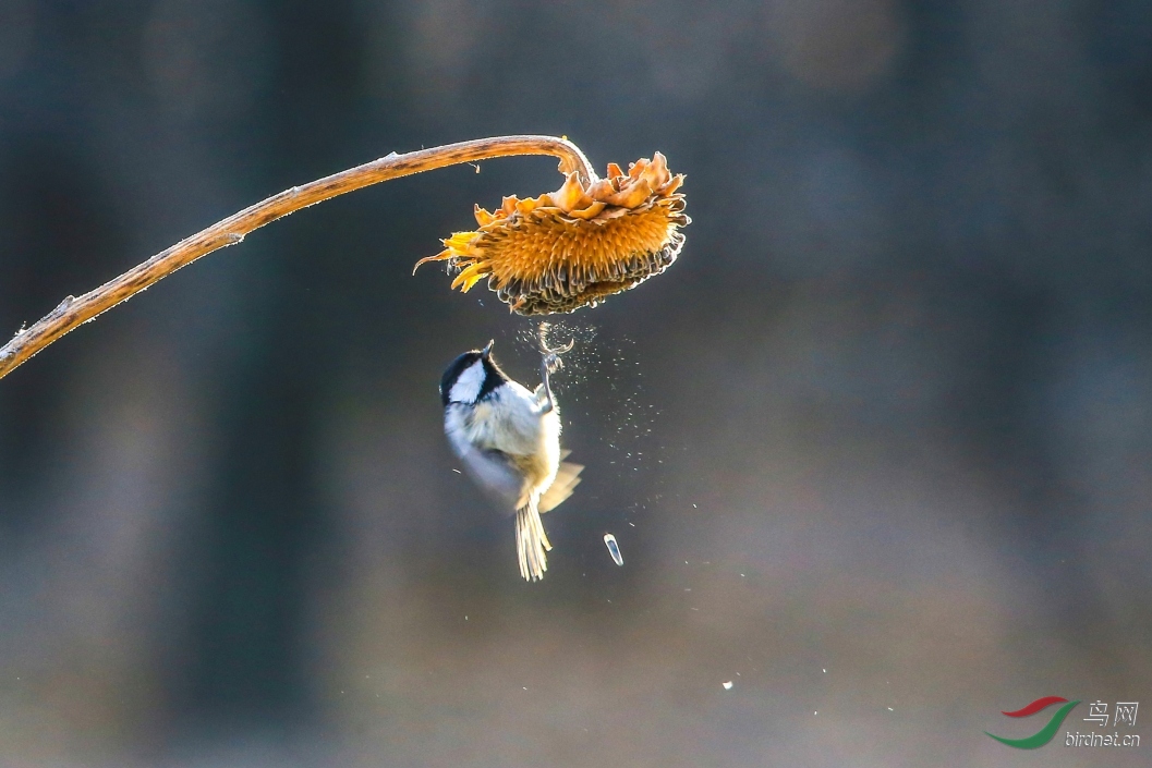 537����_conew1.jpg