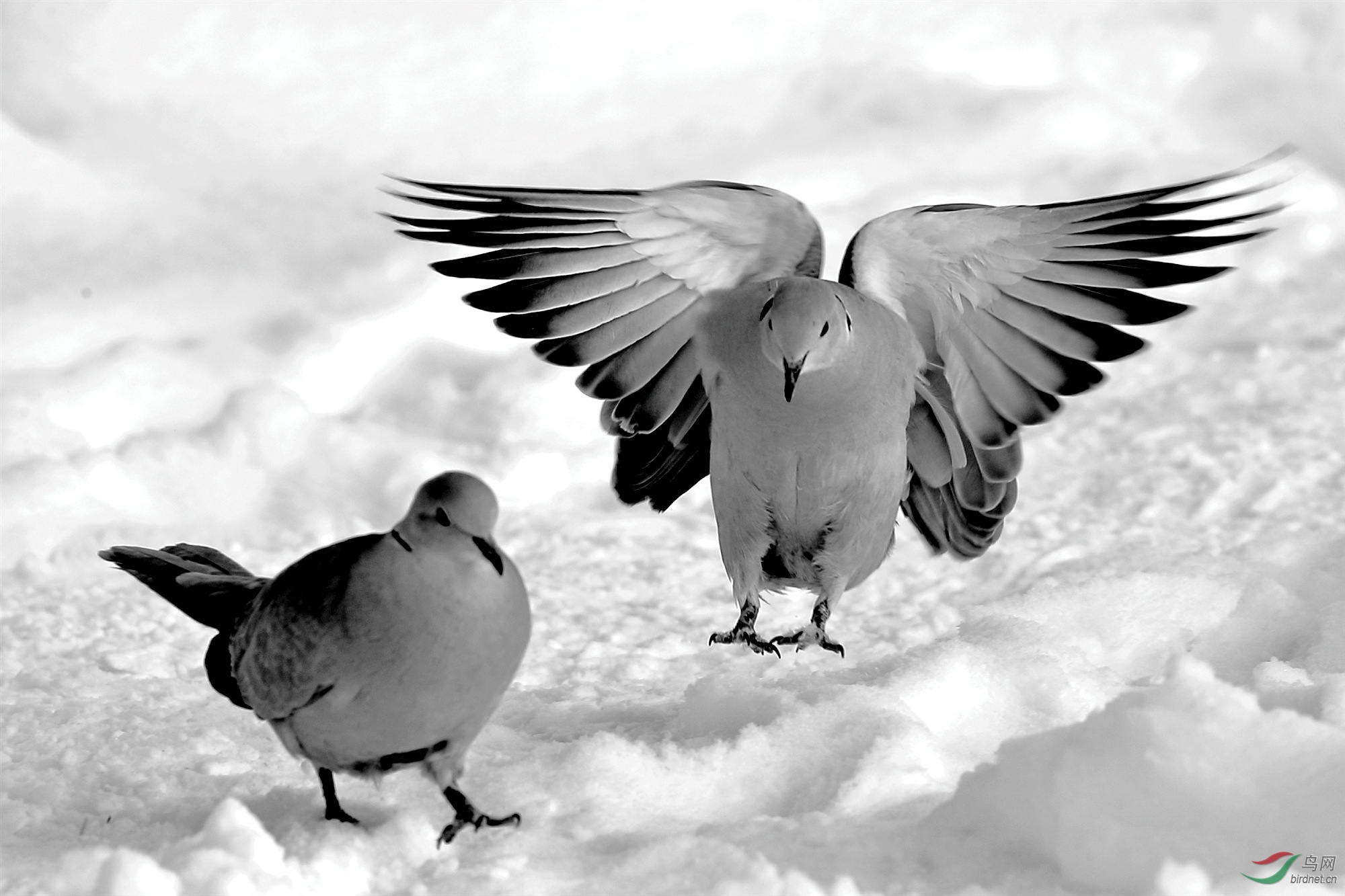 雪地上的灰斑鸠