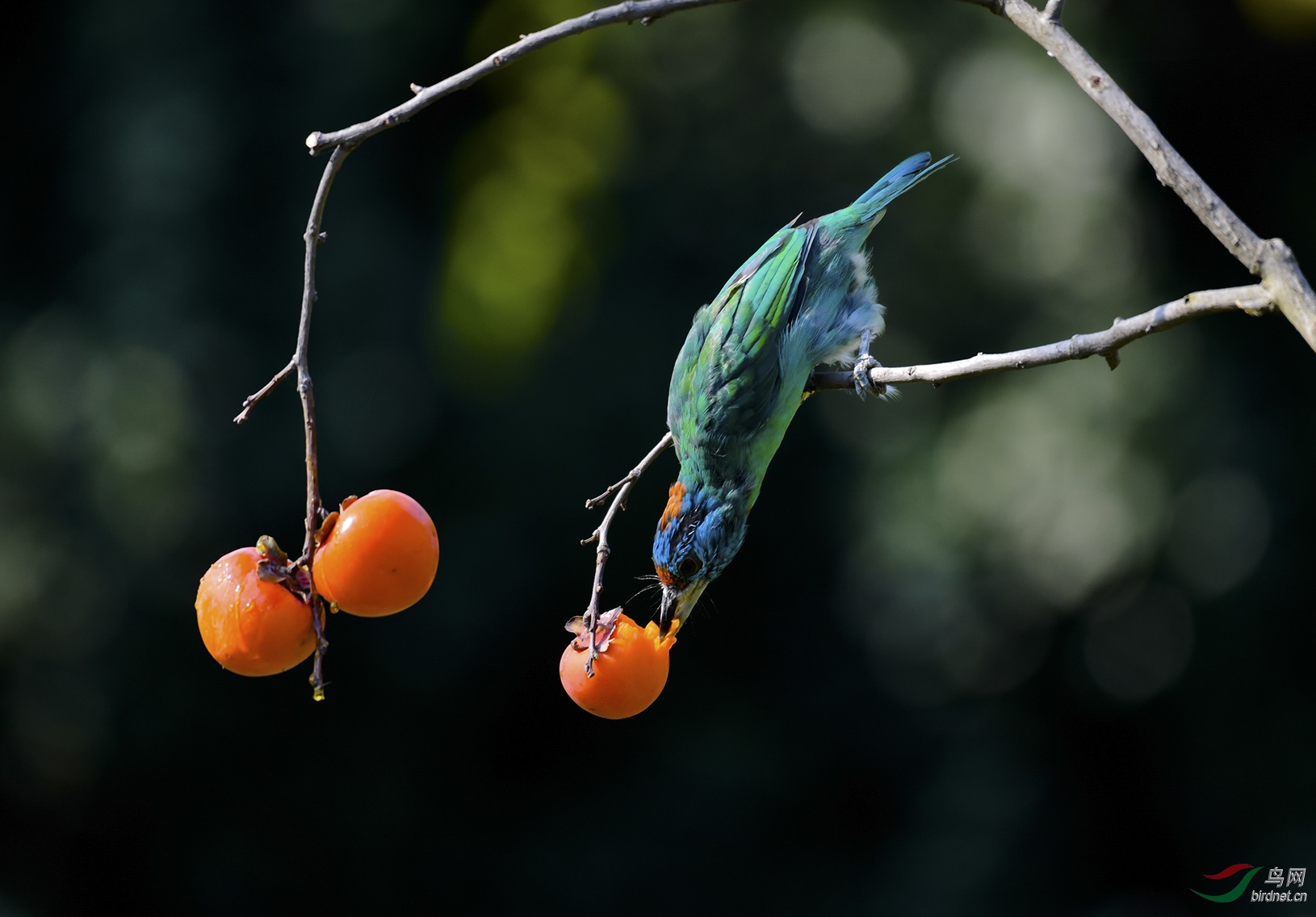 DSC_3371-2.jpg