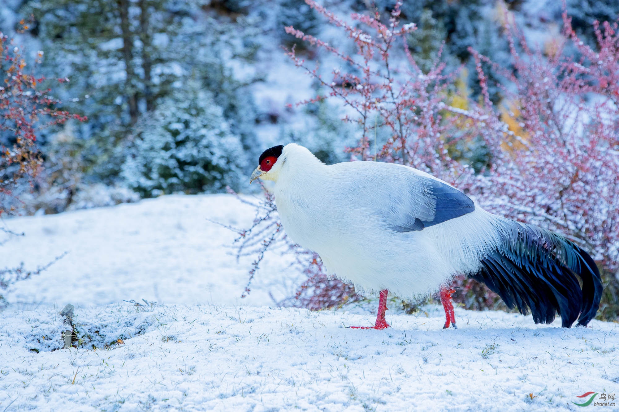 雪版白马鸡.