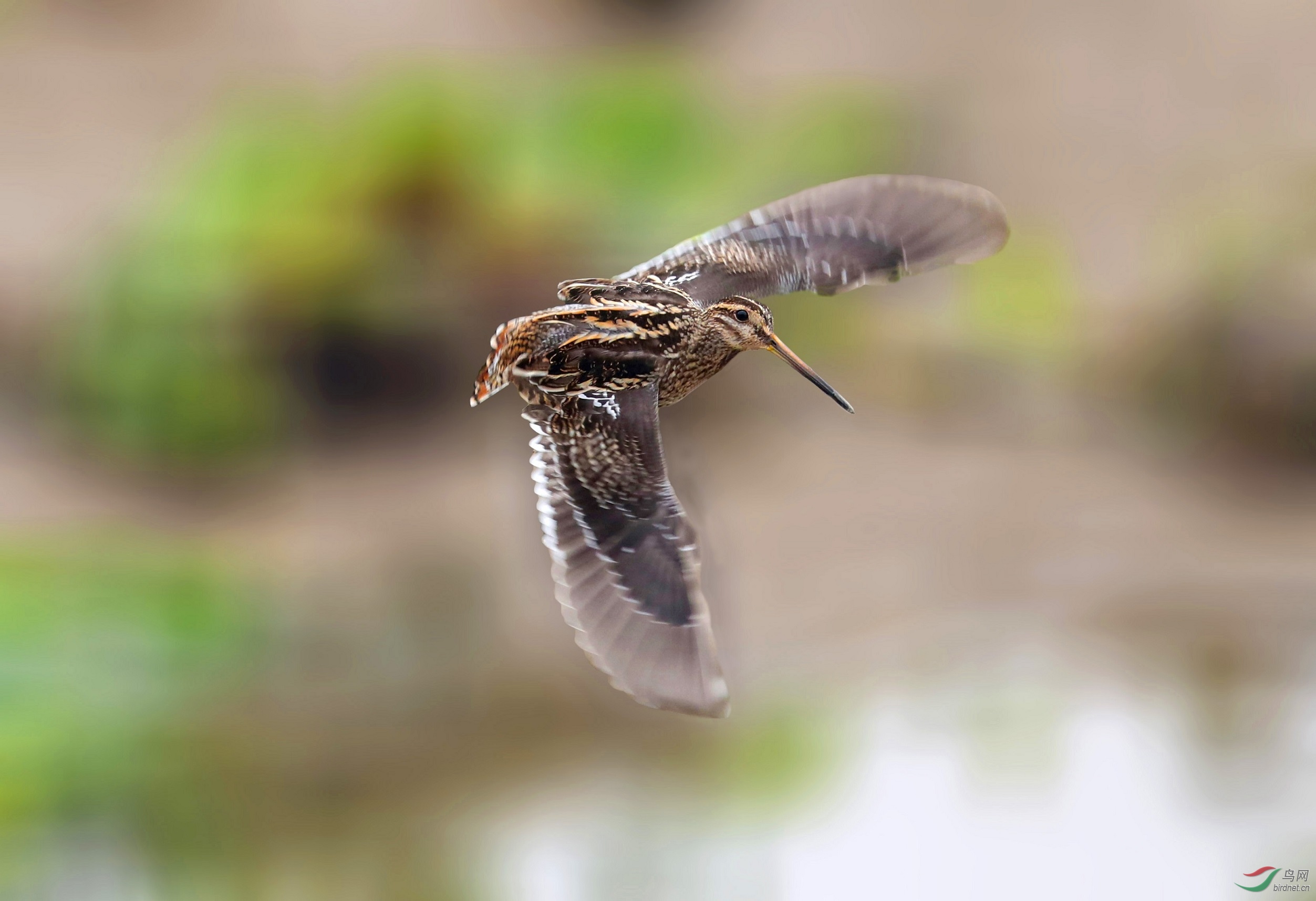 A15I0038 - ����.JPG