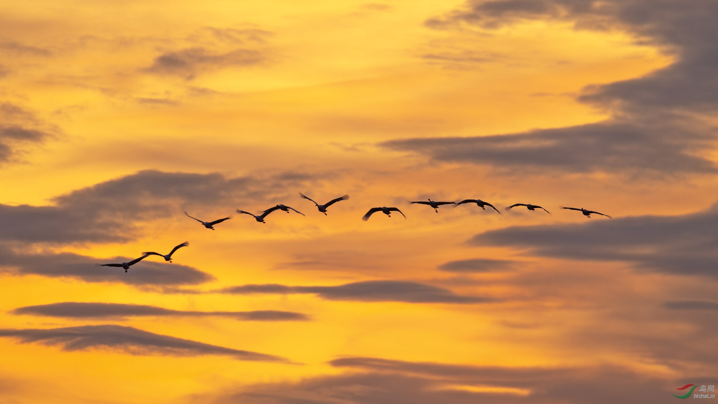 晨光初现 仙鹤伴飞(祝贺老师佳作荣获鸟网首页鸟类精华)