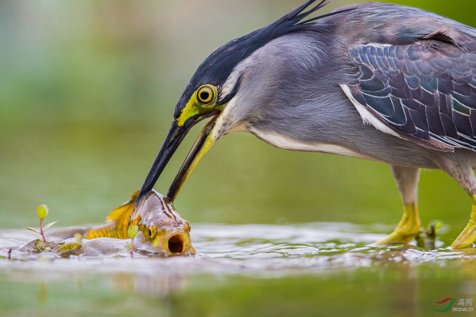 0068. 10772_����_��ʵҰ������.jpg