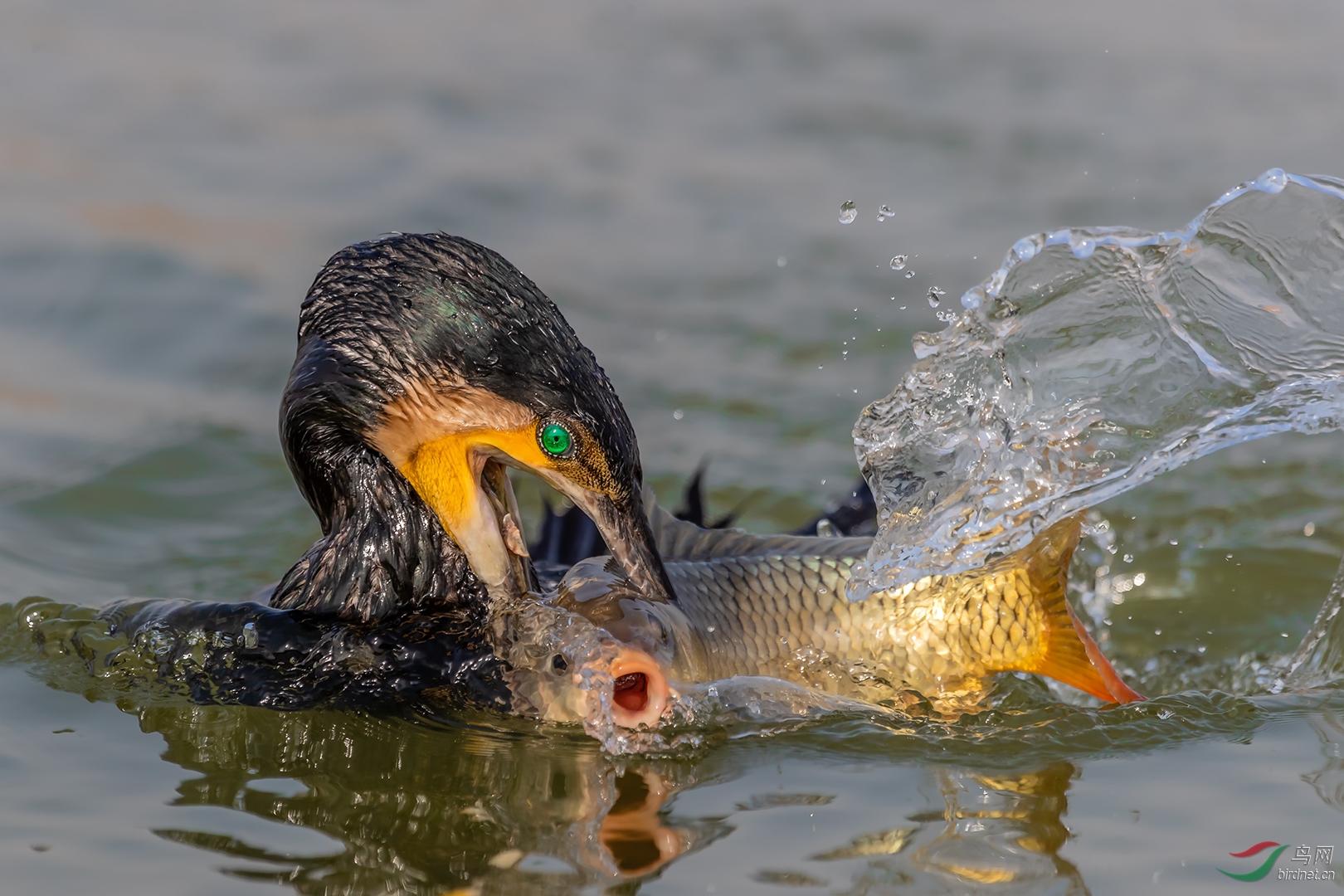 0392. 11509_��������_��ʵҰ������-13855859898������.jpg