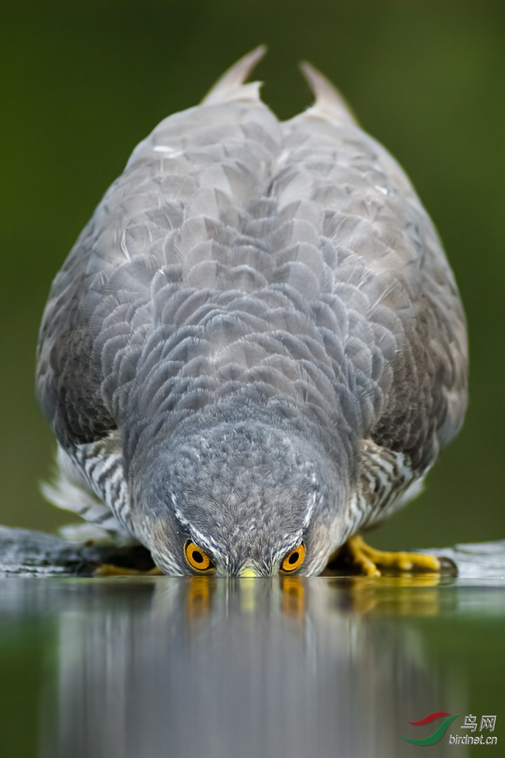 1515.����ɱ��145-pic-5da4c12e595c4-����Bence Mate����.jpg