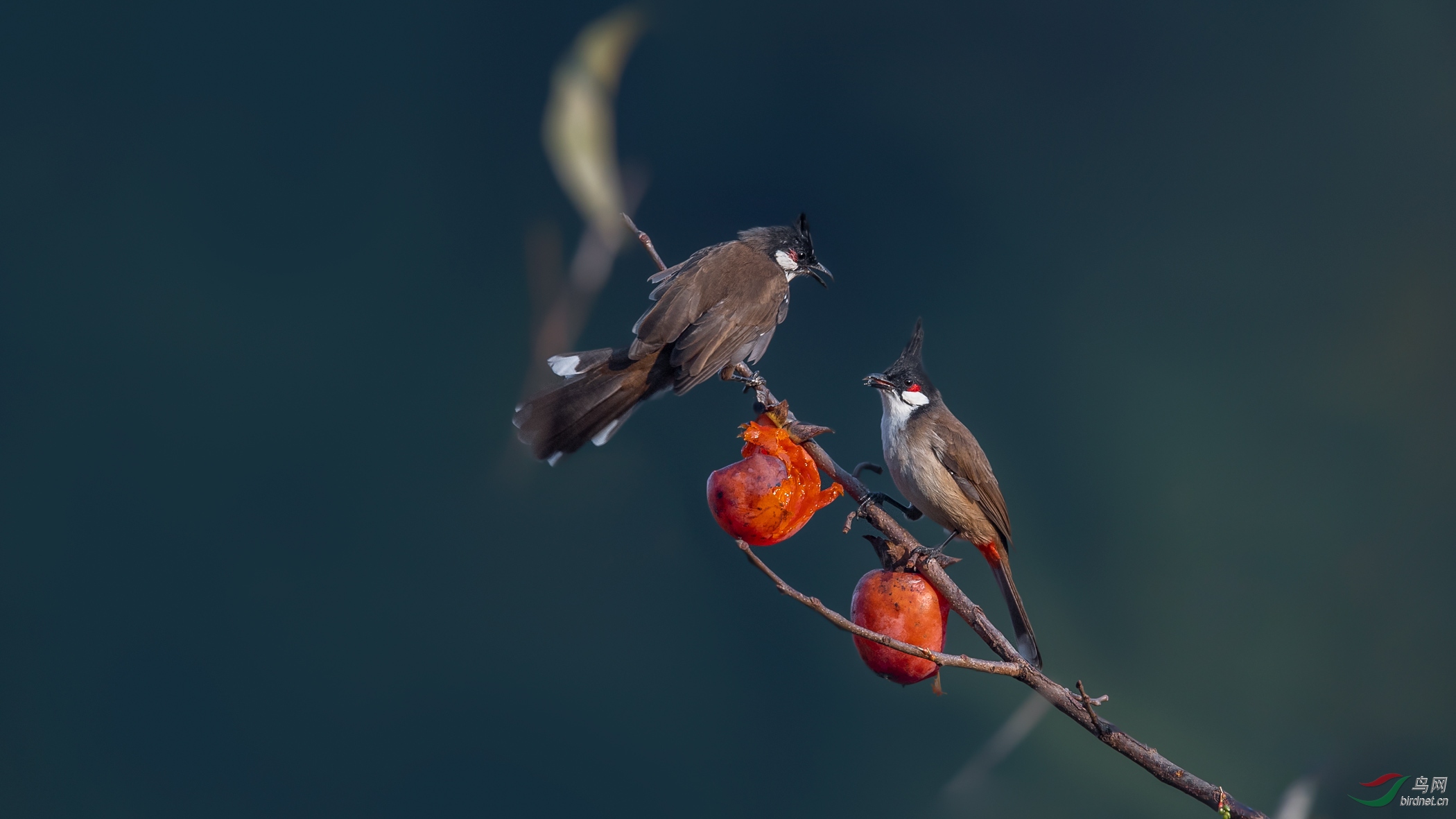 DSC_6963-1.jpg