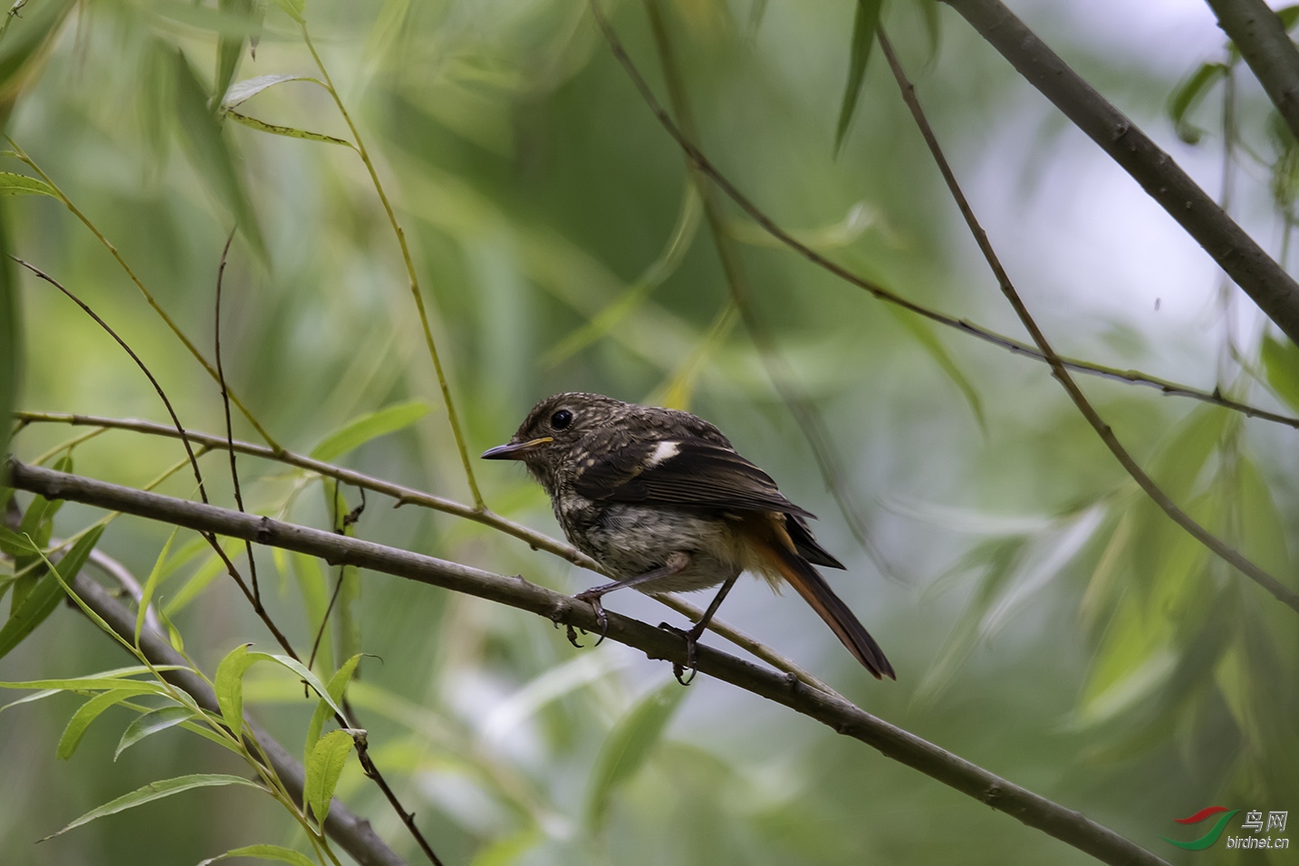 DSC_2207.jpg