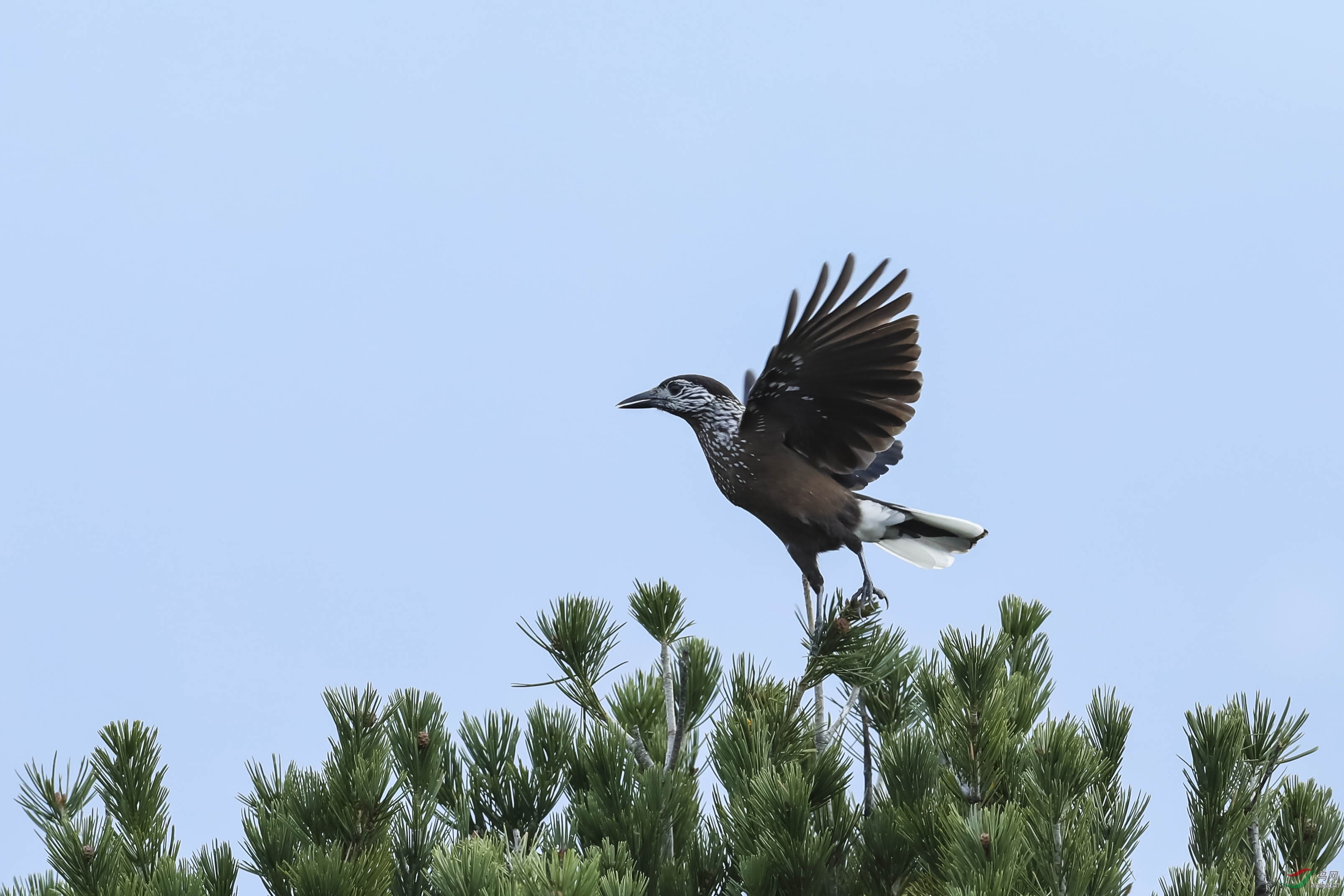 放飞自我(星鸦)