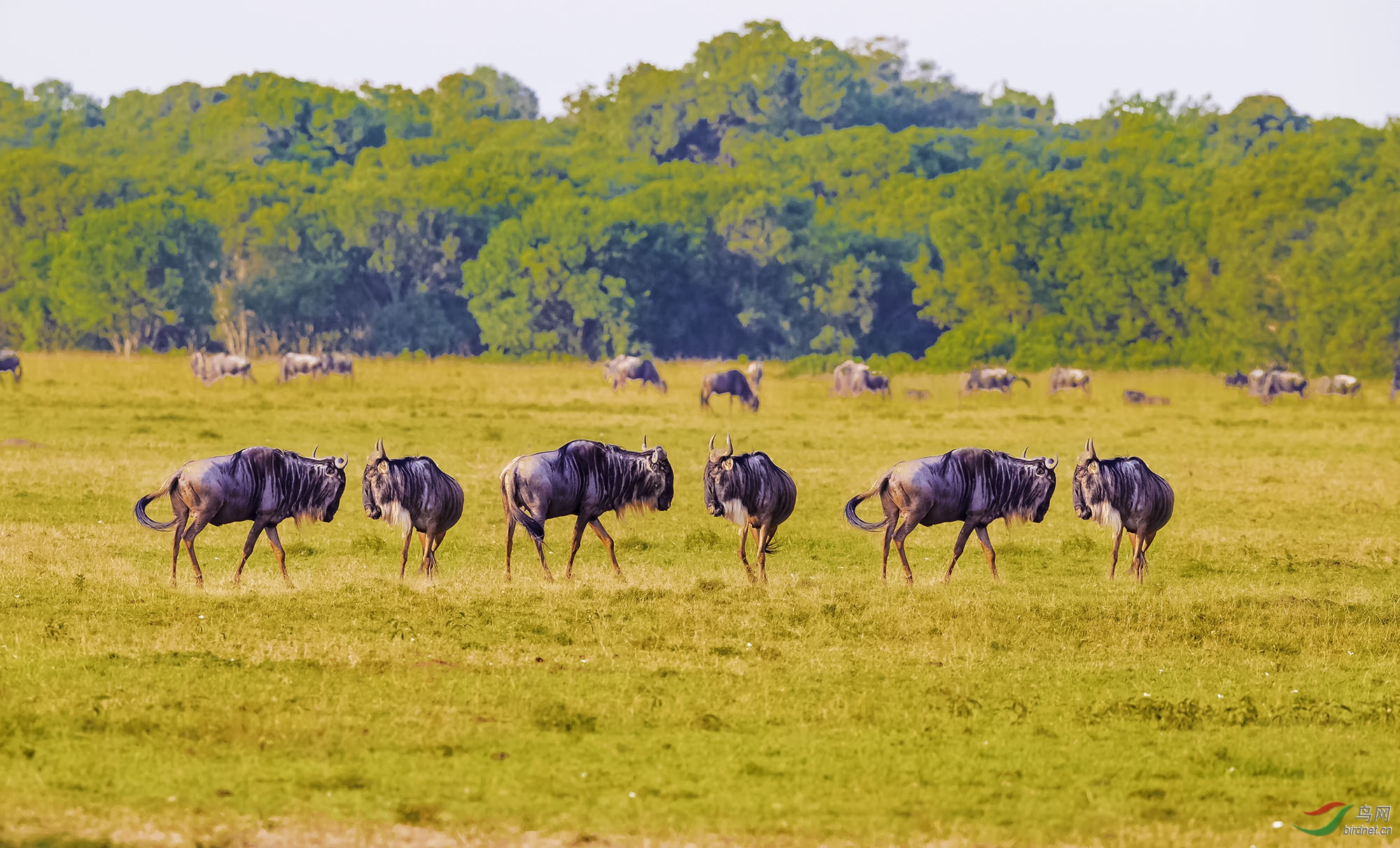 非洲草原——角马