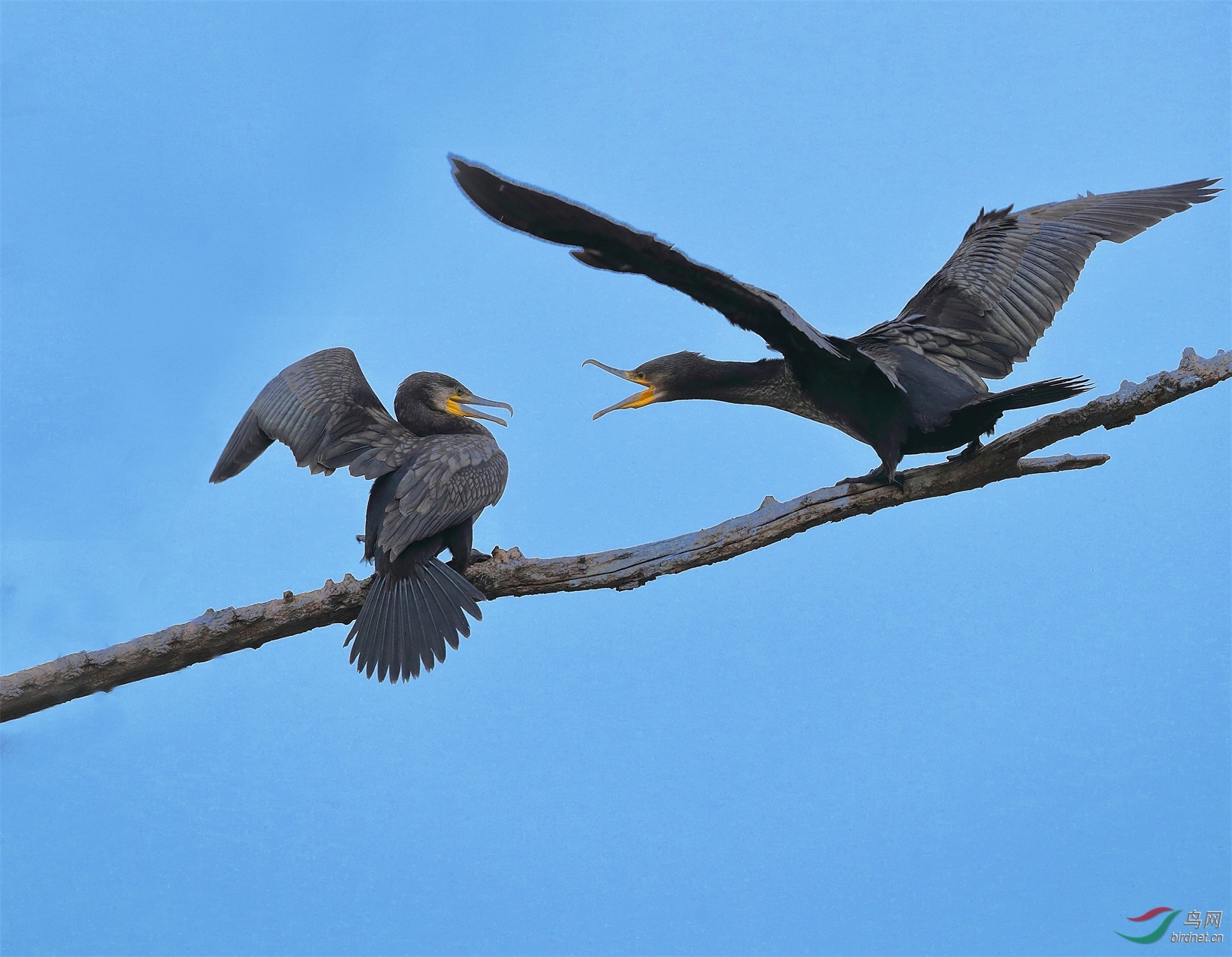 444 - ����.jpg