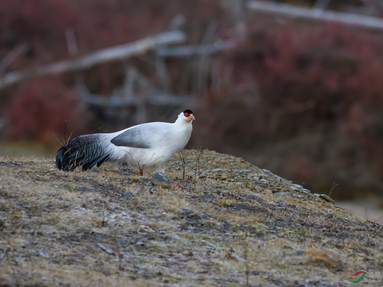 DSC_8557.jpg