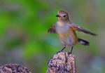 psb (7).jpg