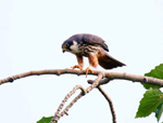 psb (14).jpg