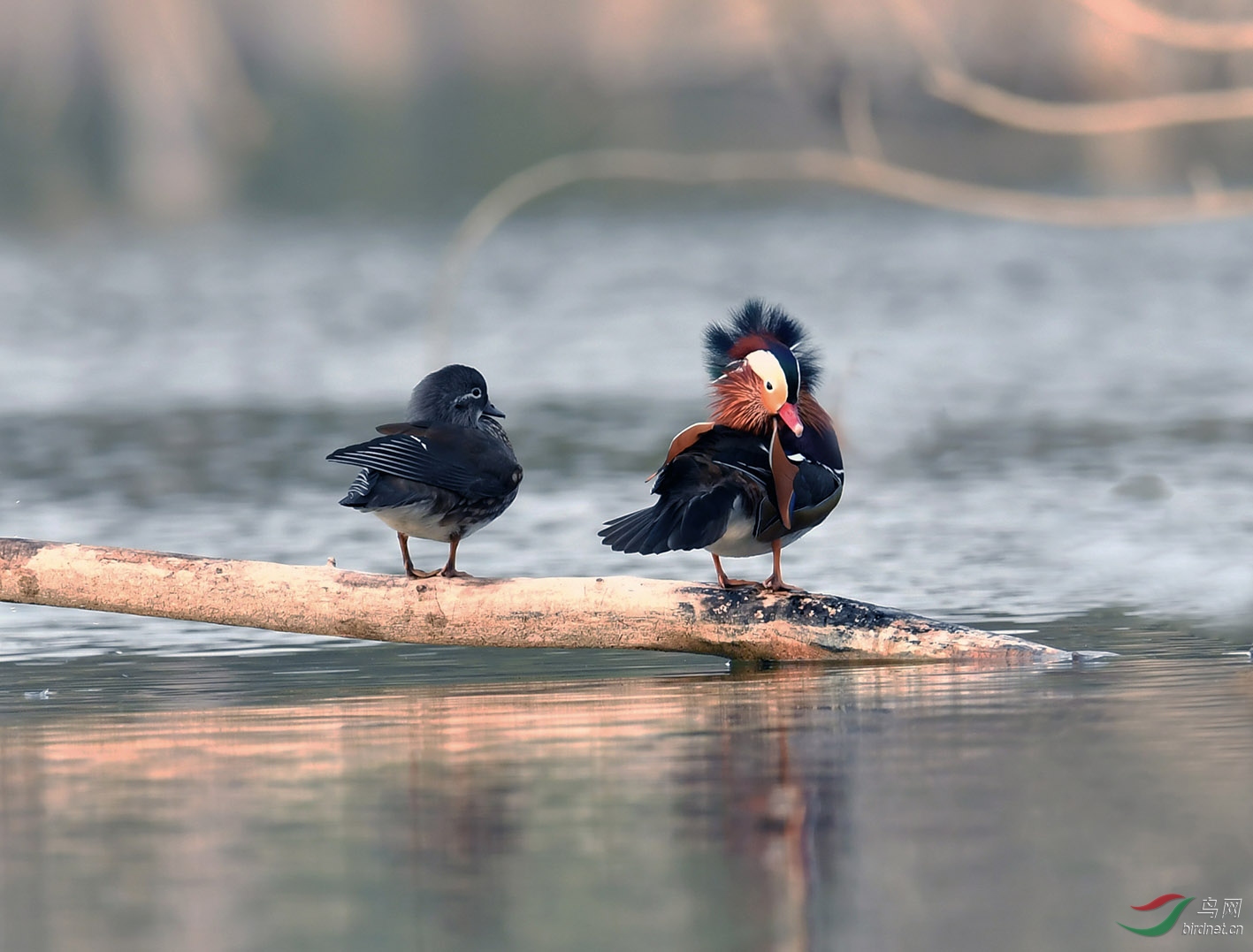 �װ���Ư����