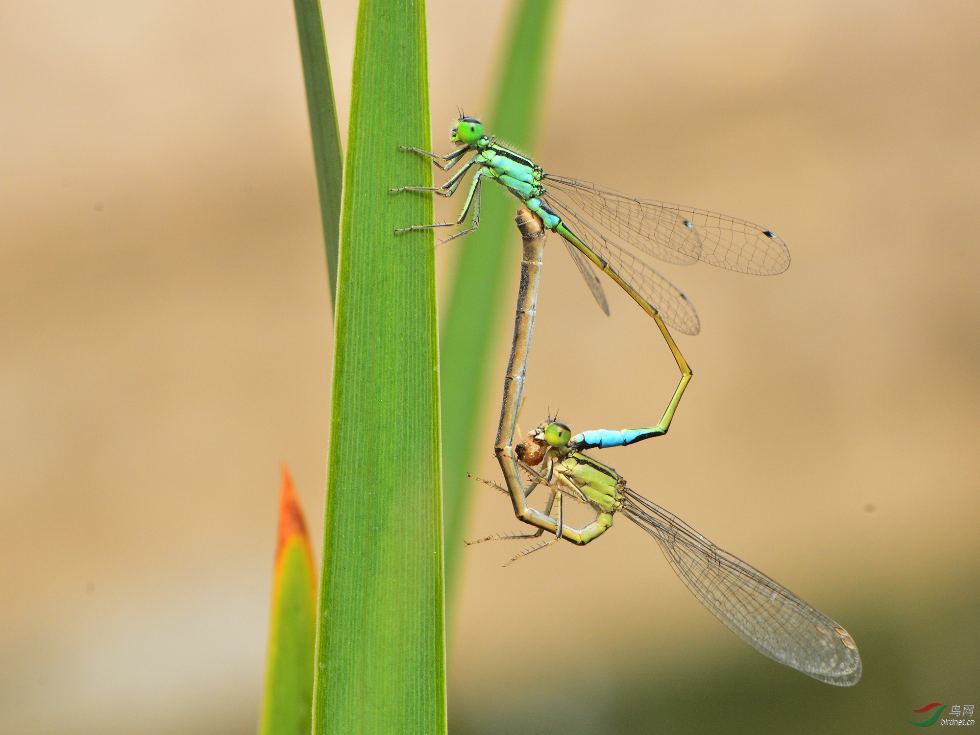 ������Ӱ 763����.jpg