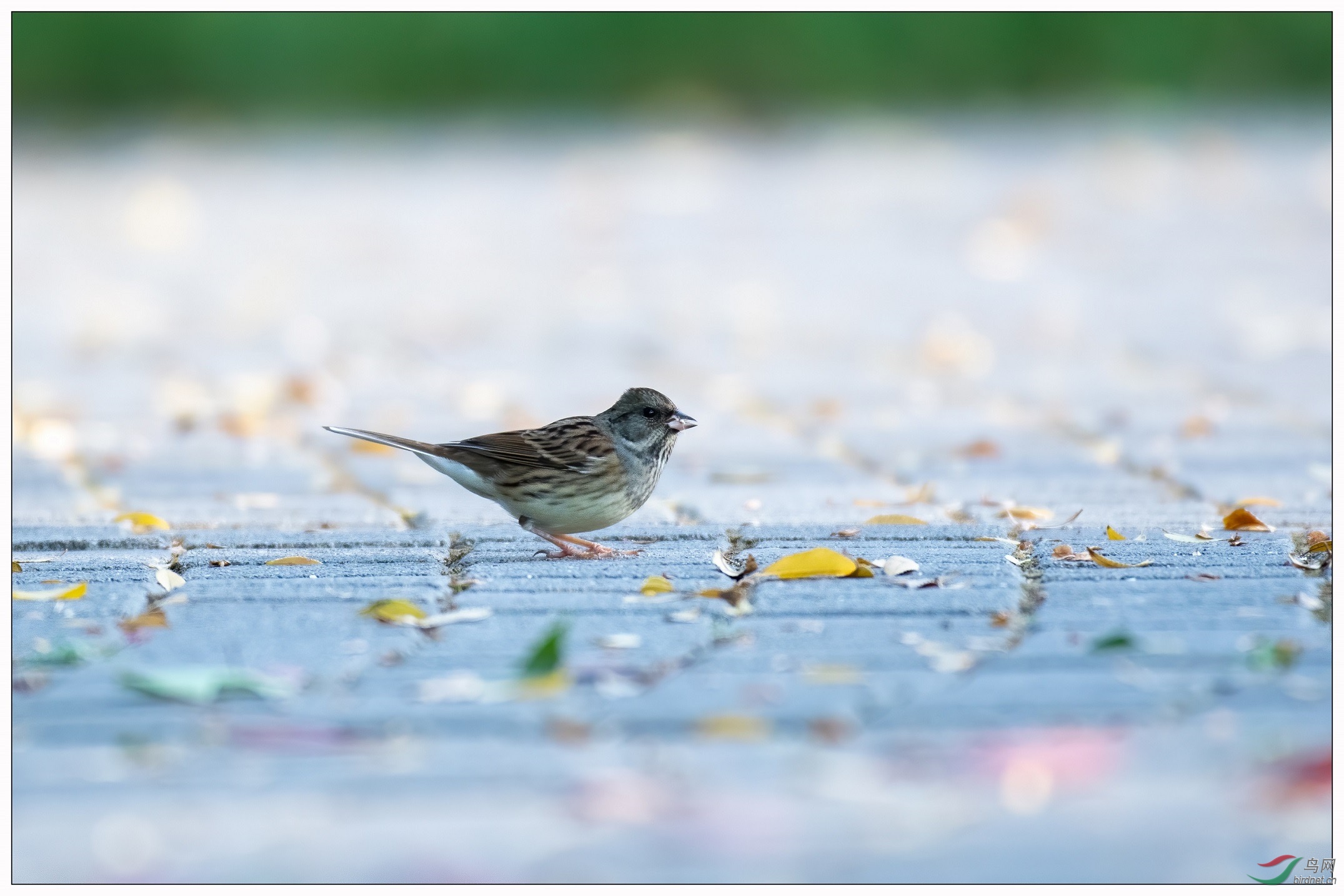 ��ͷ�c10��