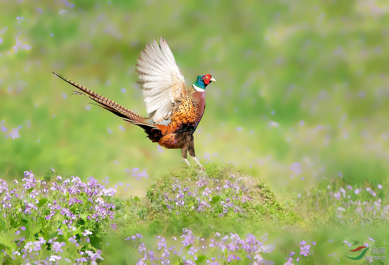 雄鸡展翅(祝贺获首页精华)