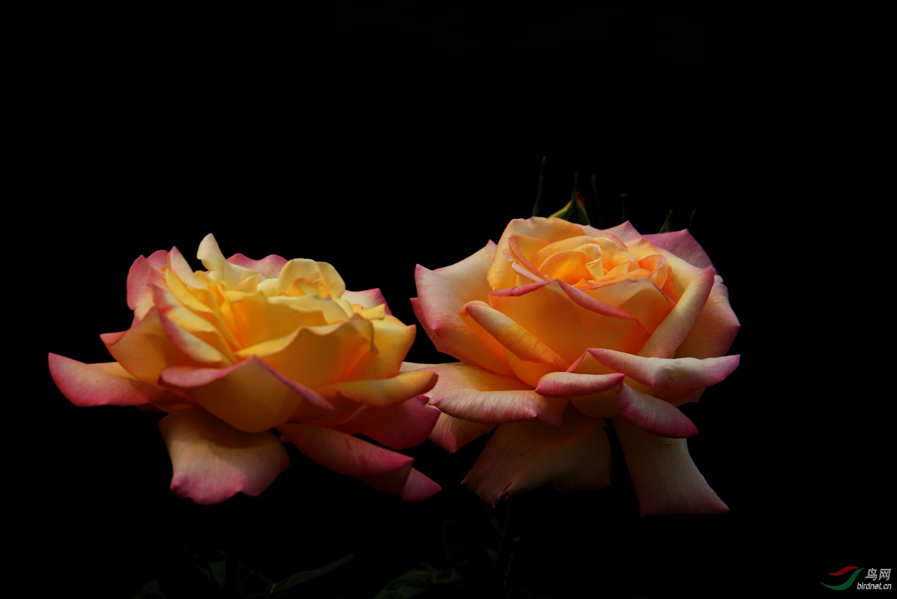 DSC01056.JPG