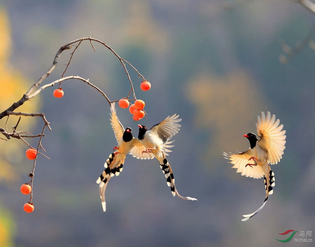 psb (1)_����.jpg