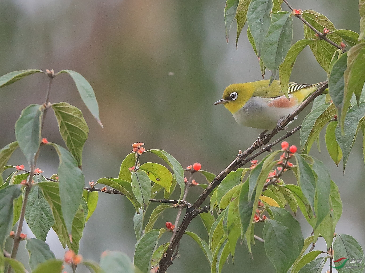 探望——紅脅繡眼鳥