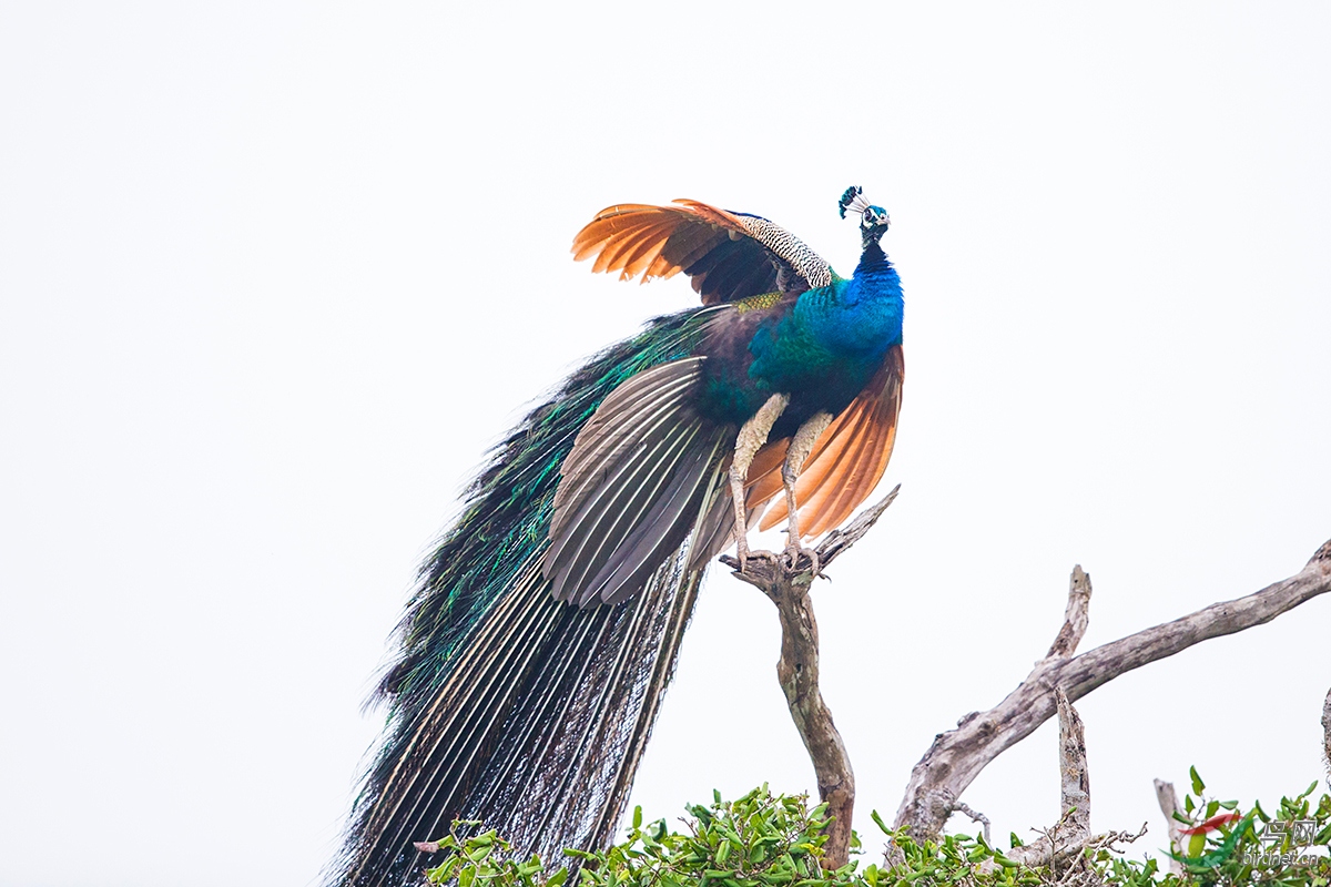 《枝头高站》—— 斯里兰卡蓝孔雀