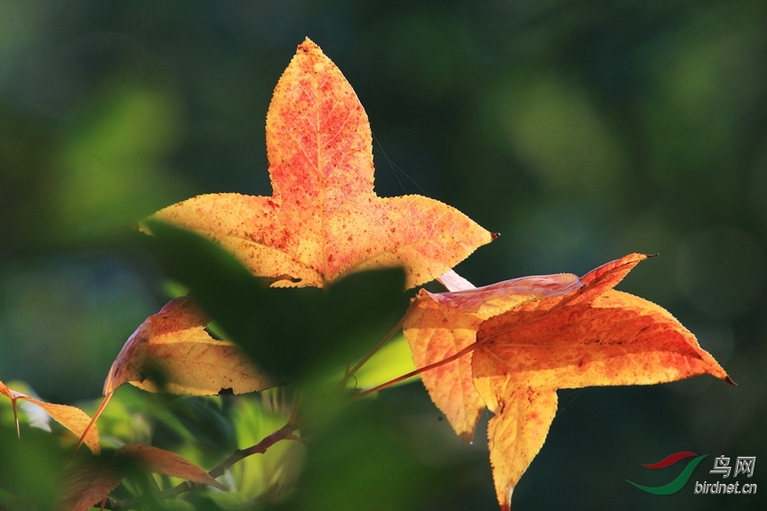 霜叶红于二月花-枫香树