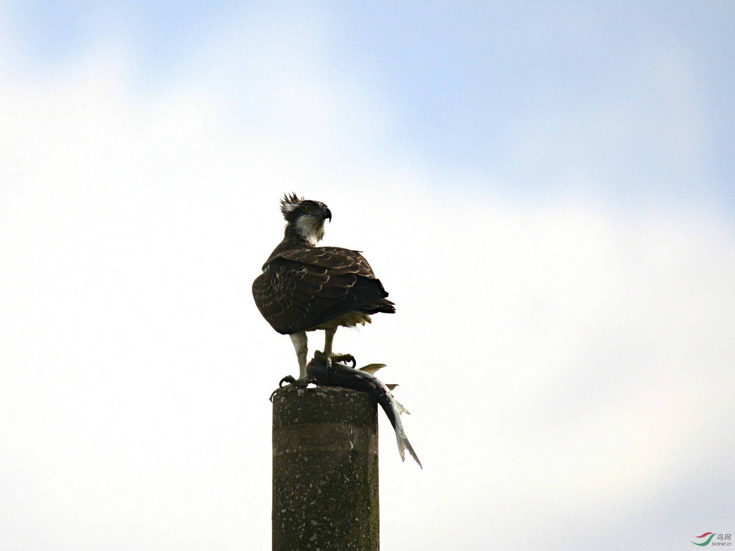 DSC_2448.jpg